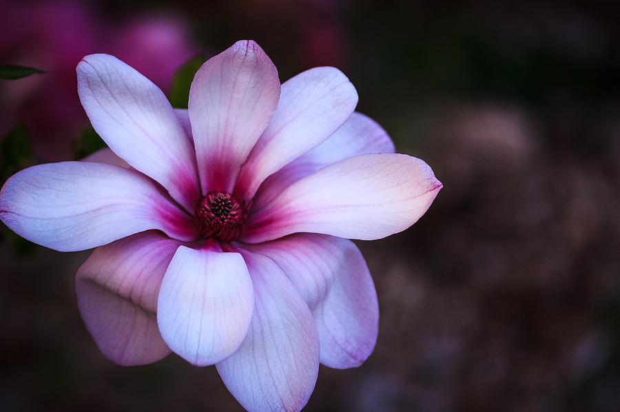 Soft Pink Magnolia Photograph by Joni Eskridge