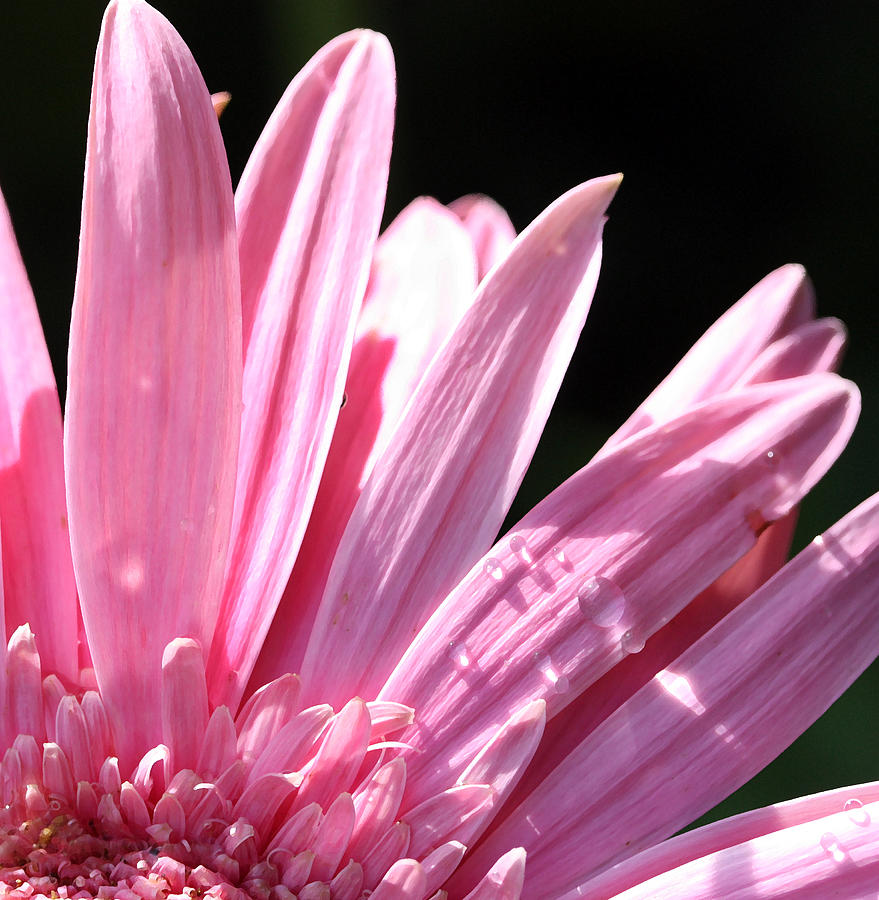 Soft Pink Photograph by Mary Haber