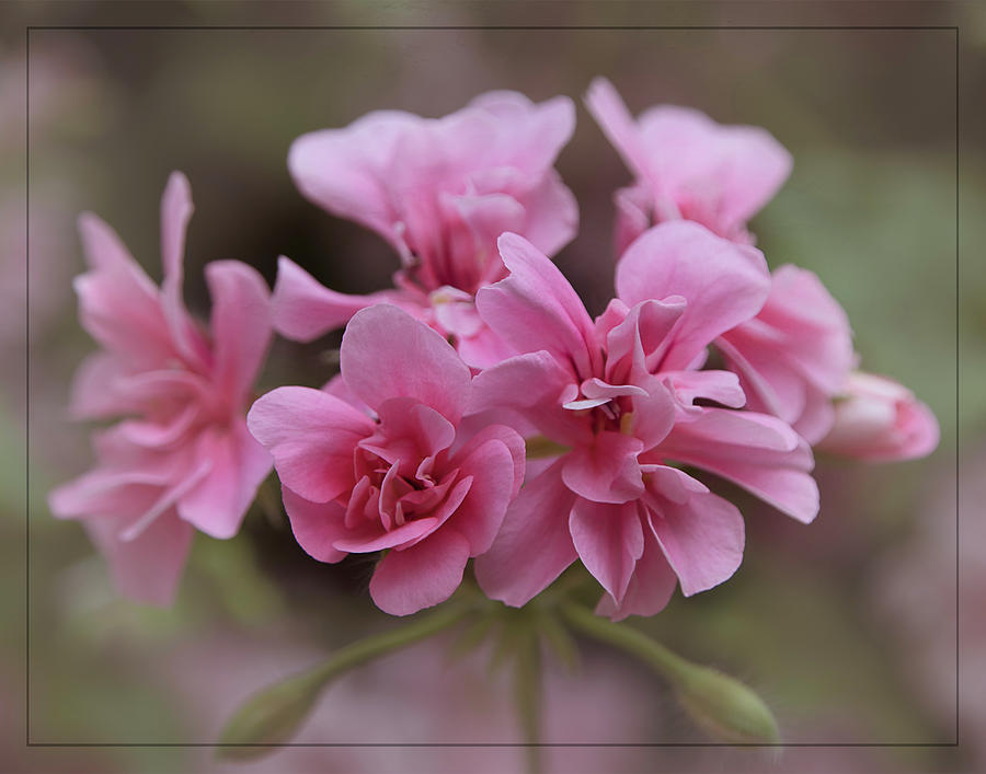 Soft Pink Pelargonium Photograph by Teresa Wilson