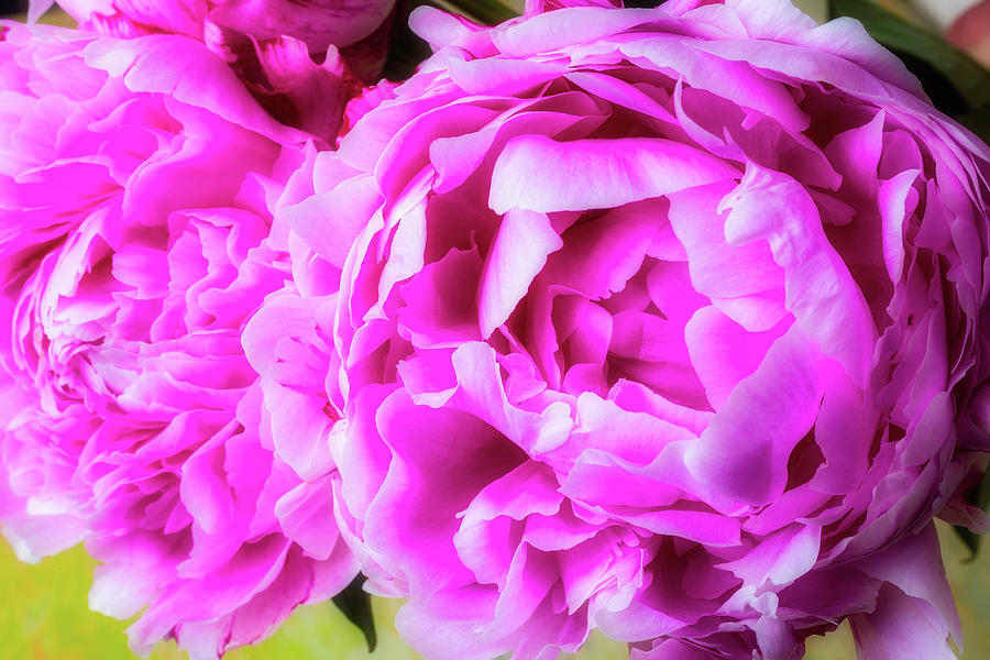 Soft Pink Peonies Photograph by Garry Gay