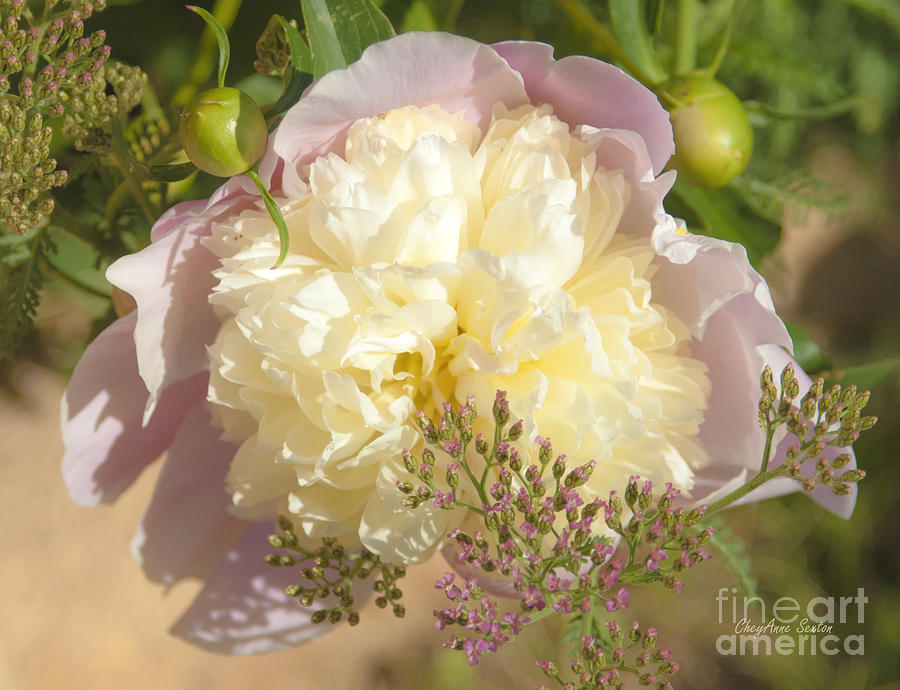 Soft Pink Peony photography Photograph by CheyAnne Sexton - Fine Art ...