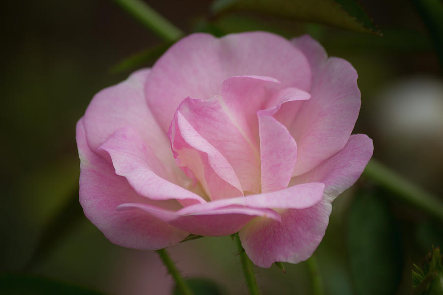 Soft Pink Petals Photograph by Teresa Wilson