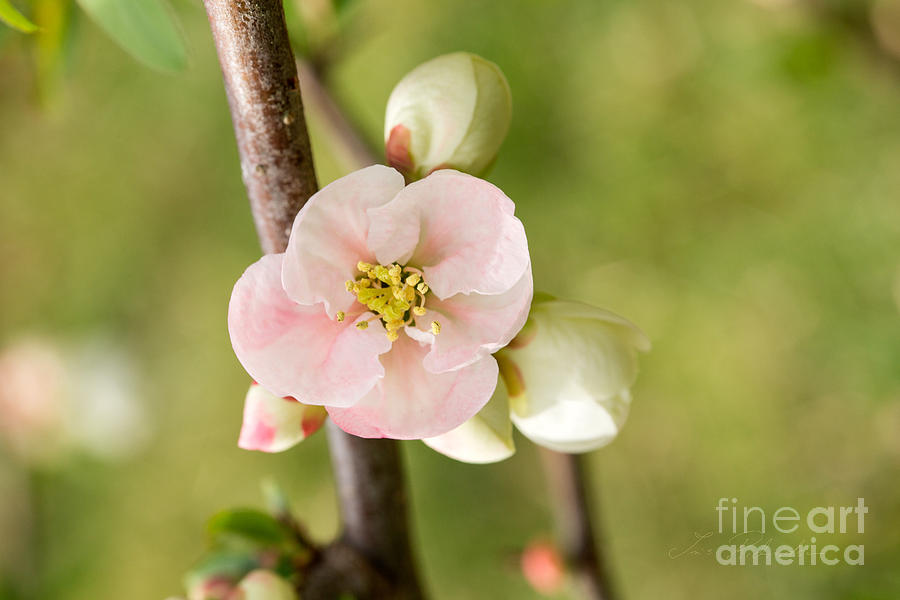 Pink Quince Blossom Photograph by Iris Richardson