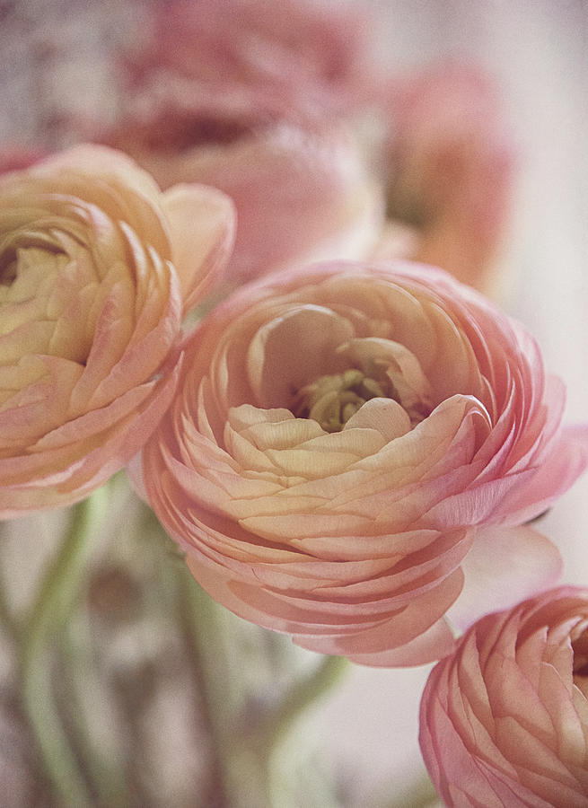 Soft Pink Ranunculus Photograph by Teresa Wilson