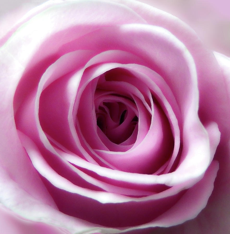 Soft Pink Rose 4 Photograph by Johanna Hurmerinta | Pixels