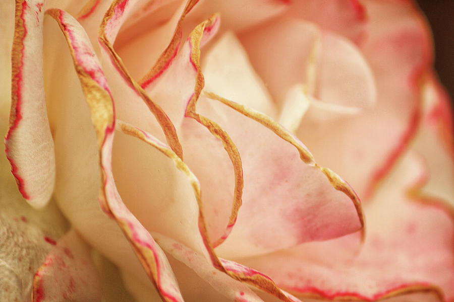 Soft Pink Rose Photograph by Cheryl Day