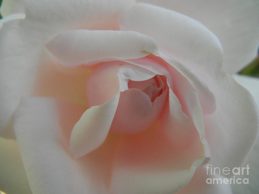 Soft pink rose Photograph by Jim And Emily Bush