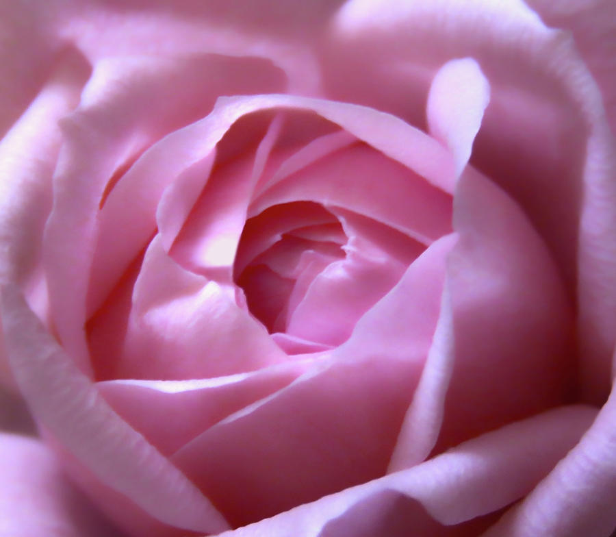 Soft Pink Rose Macro 3 Photograph by Johanna Hurmerinta