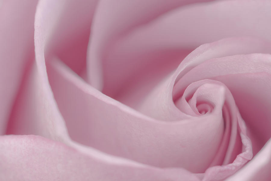 Summer Photograph - Soft Pink Rose Macro  by Sandra Foster