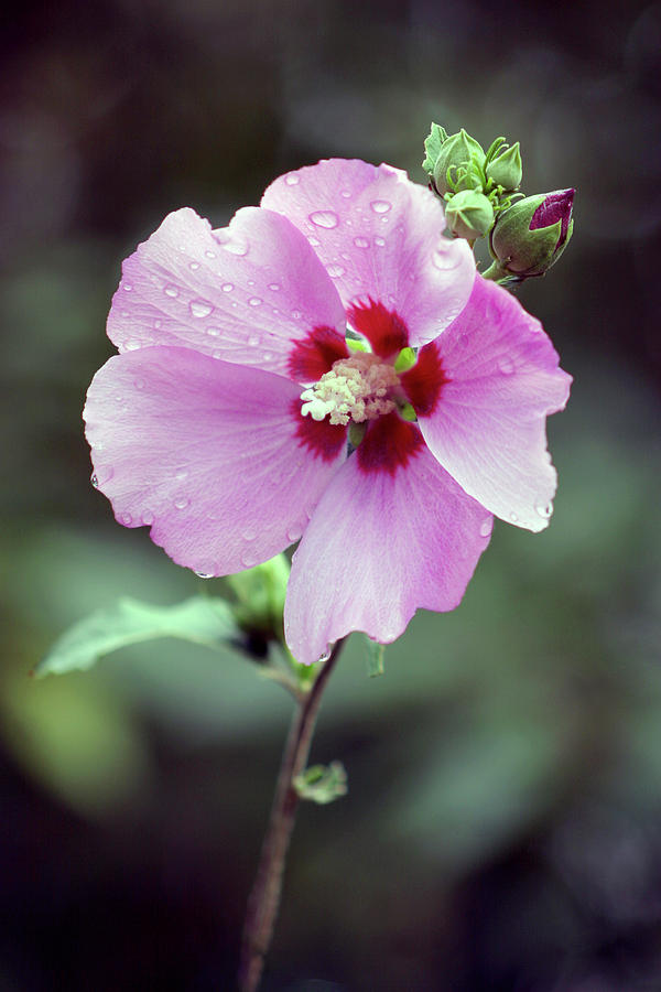 Soft Pink Rose of Sharon in the Rain 3068 H_2 Photograph by Steven Ward