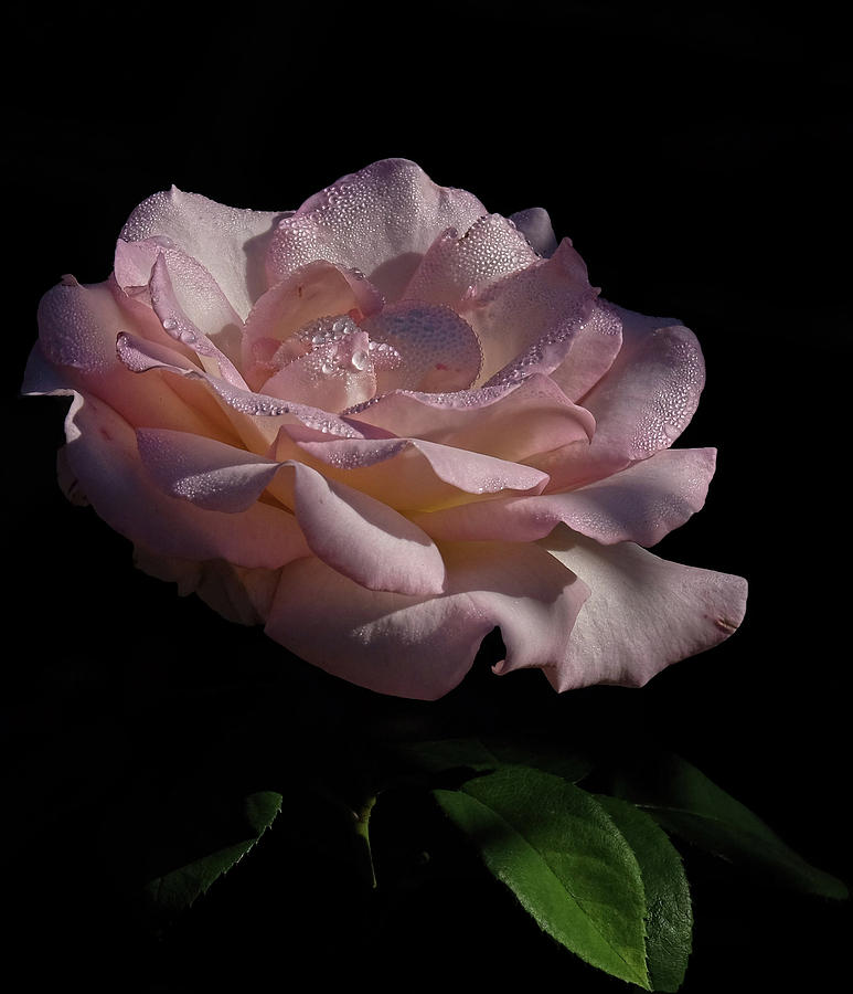 Soft Pink Rose Photograph by Ronda Ryan
