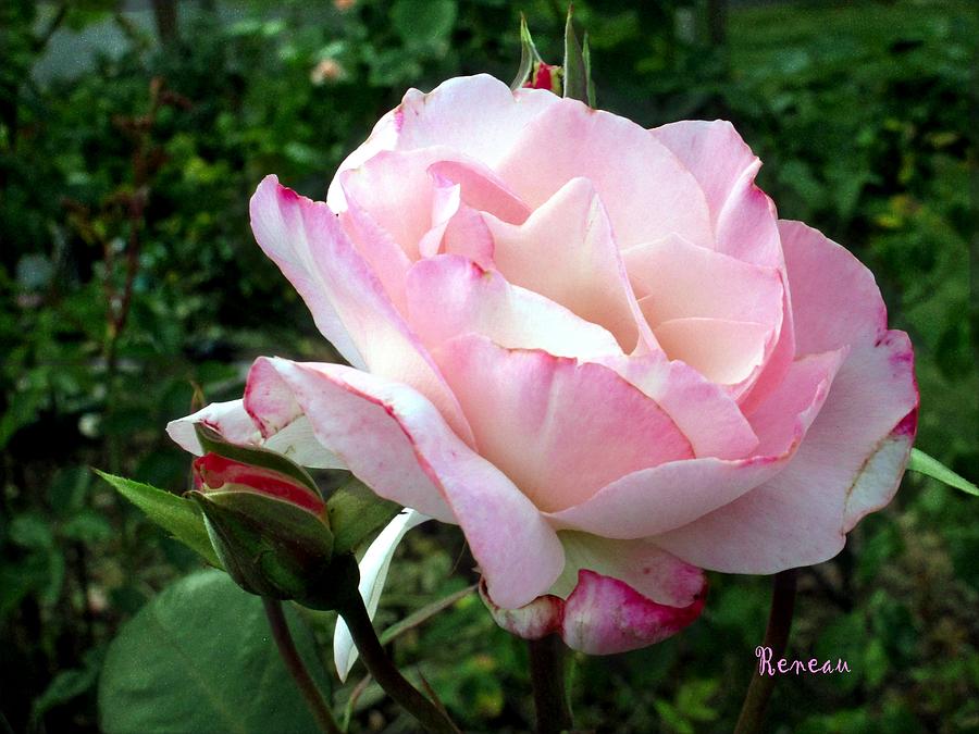 Soft Pink Rose Photograph by A L Sadie Reneau
