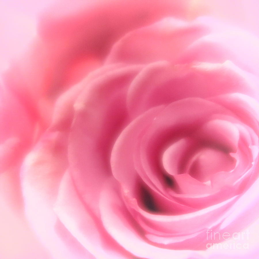 Flower Photograph - Vintage Pink Rose by Tara  Shalton