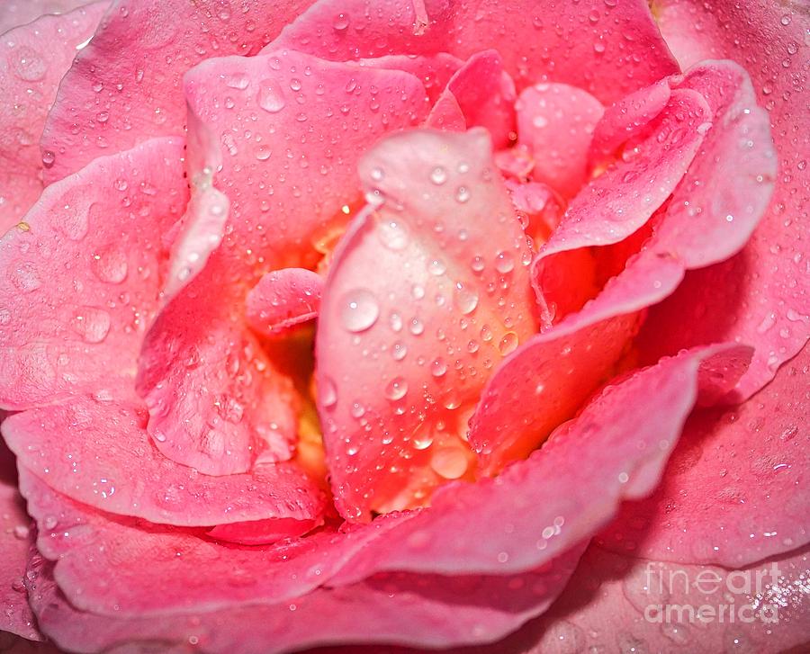 Soft Pink Rose Photograph by Ty Shults