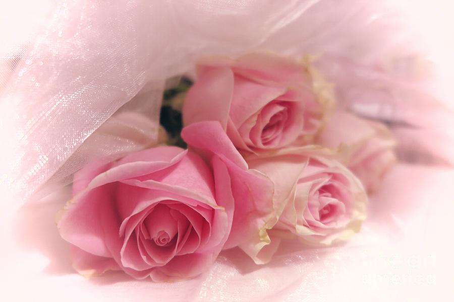Soft Pink Roses 3 Photograph by Tara Shalton