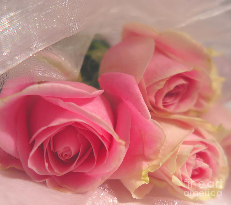 Soft Pink Roses 4 Photograph by Tara Shalton