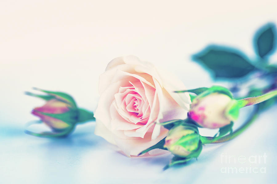 Soft pink roses Photograph by Anna Om