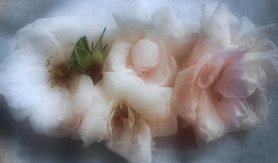 Soft Pink Roses Photograph by Louise Kumpf