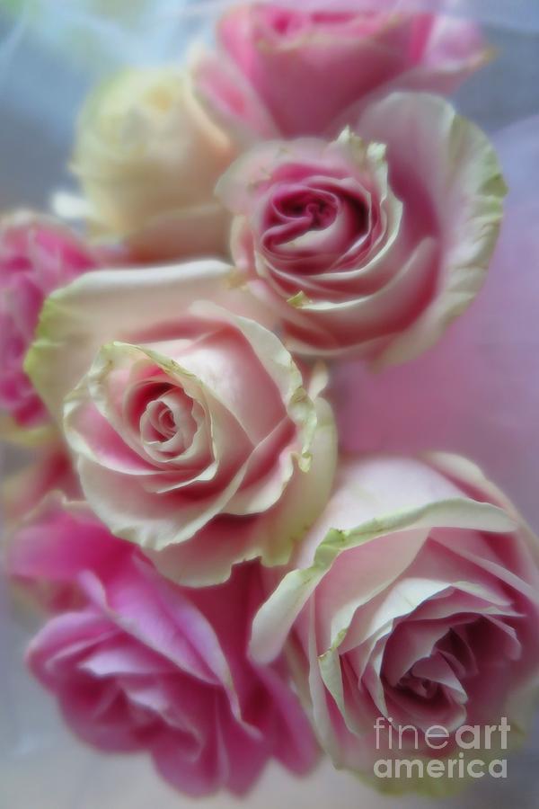 Soft Pink Roses Photograph by Tara Shalton