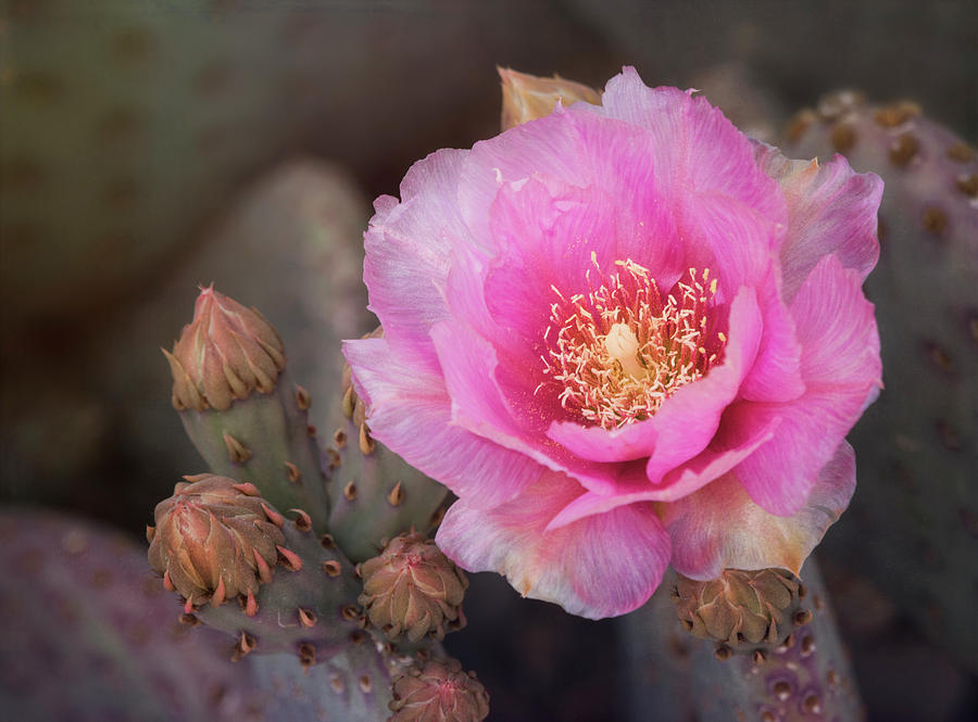 Soft Pink Cactus Flower Photograph by Saija Lehtonen
