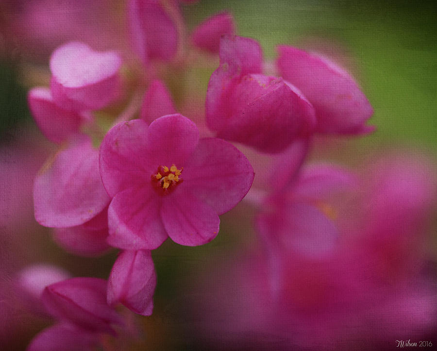 Soft Pink Photograph by Teresa Wilson