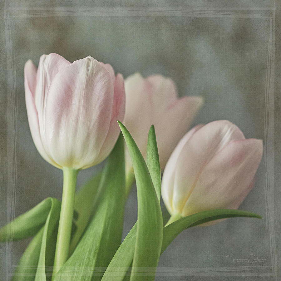 Soft Pink Trio Square Photograph by Teresa Wilson - Fine Art America