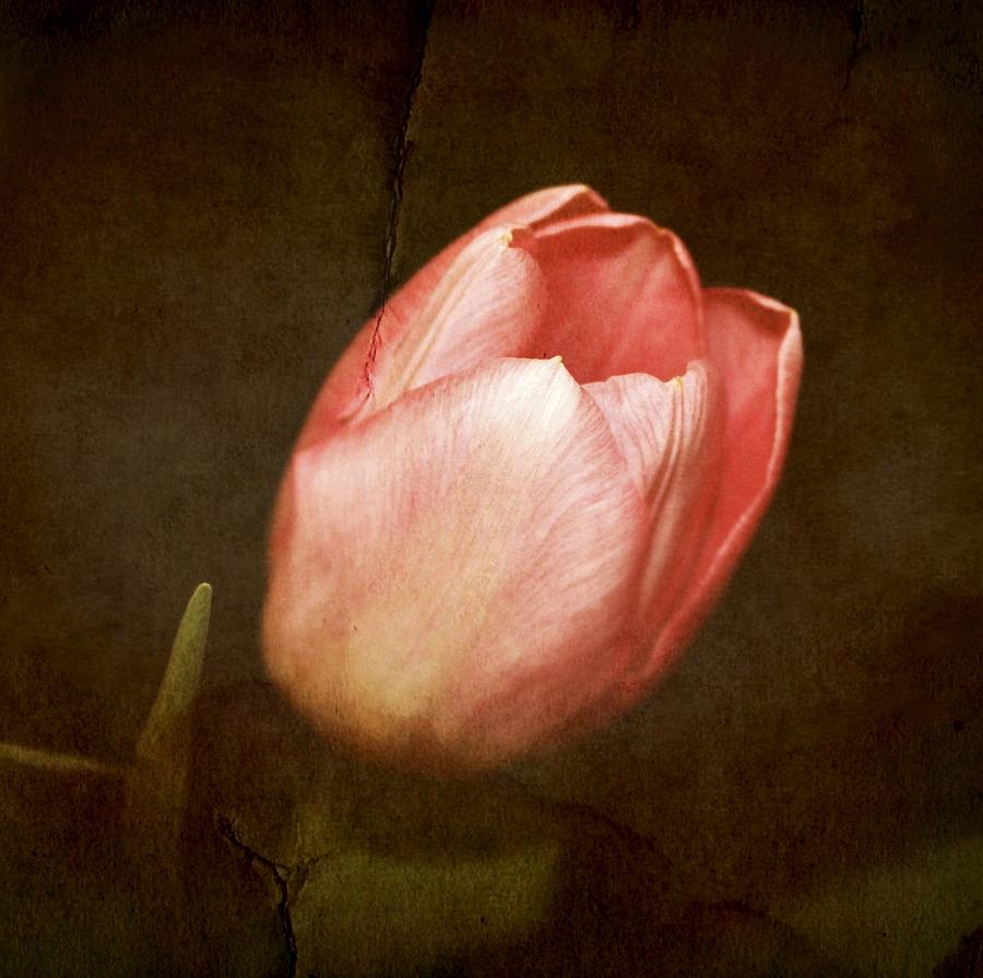 Tulip Photograph - Soft Pink Tulip by Cathie Tyler