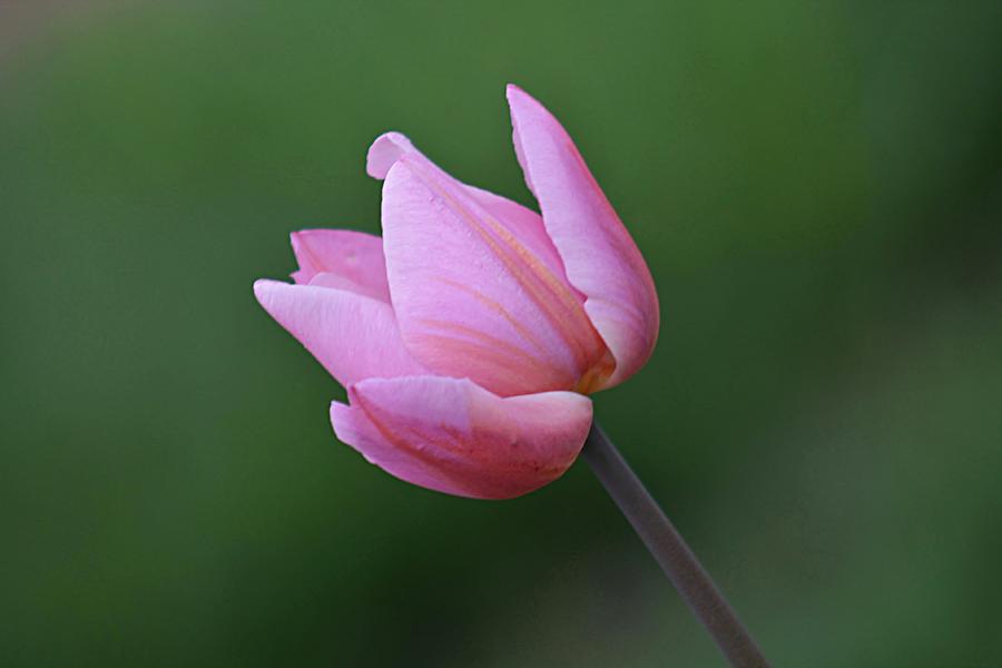 Spring Photograph - Soft pink tulip by Linda Crockett