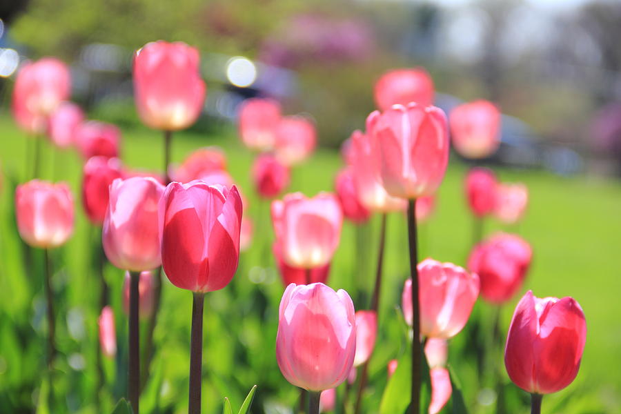 Soft Pink Tulips Photograph by Angela Murdock