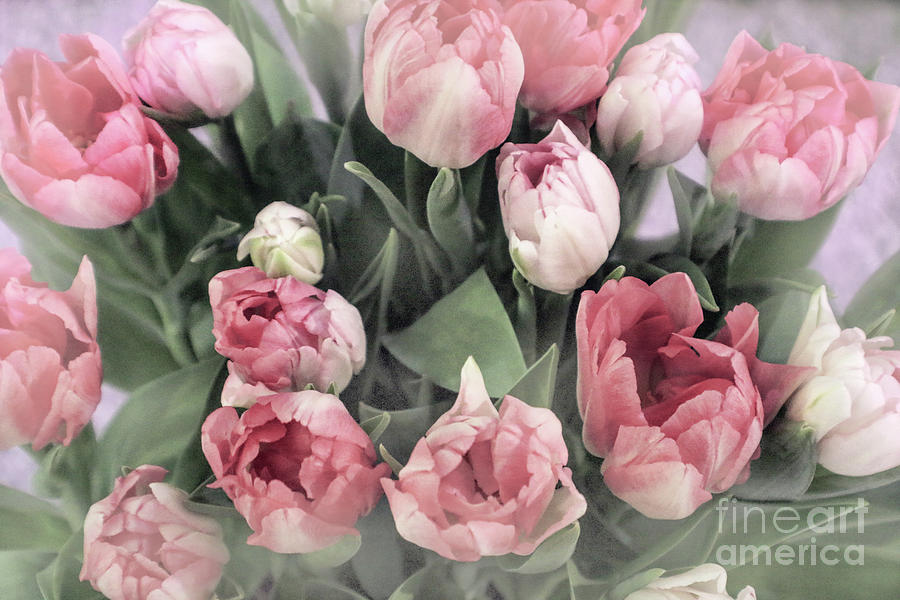 Soft Pink Tulips Photograph by Sandy Moulder