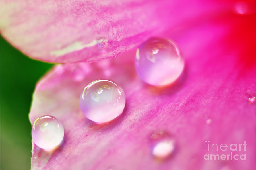 Nature Photograph - Soft Pink Water Droplets by Kaye Menner