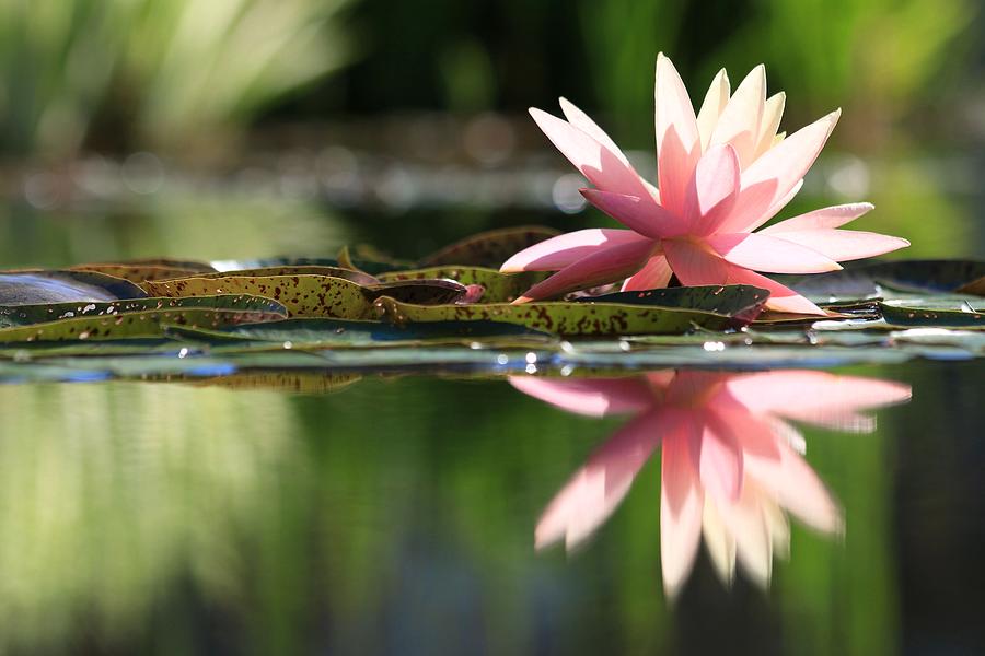 Soft Pink Water Lily Photograph by Carol Montoya
