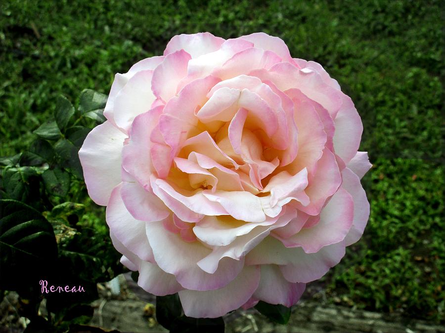 Soft Pink-white Rose Photograph by A L Sadie Reneau