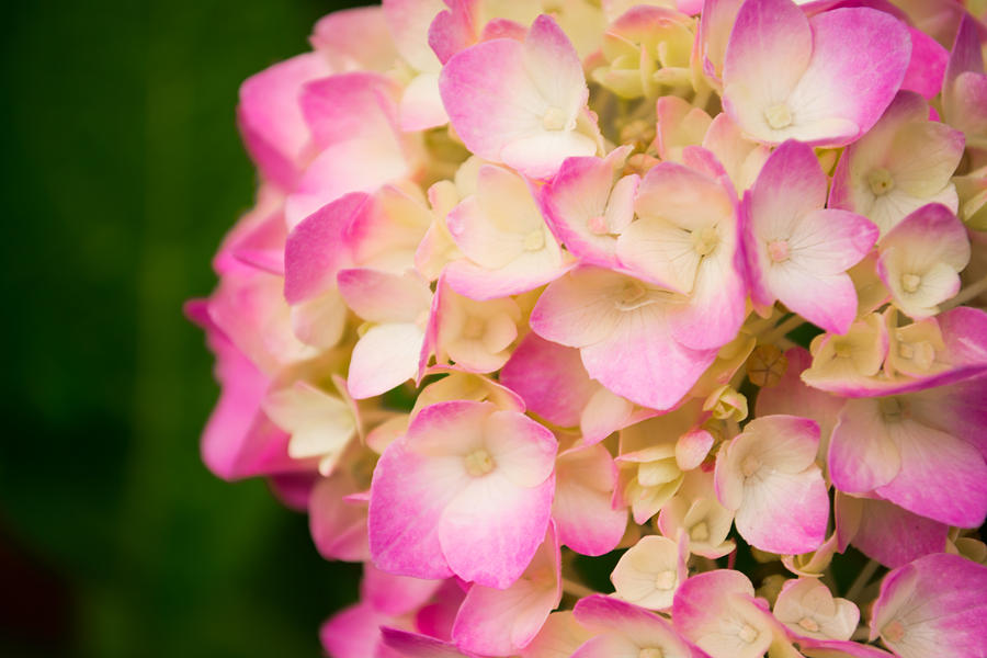 Flower Photograph - Soft Pinks by Parker Cunningham