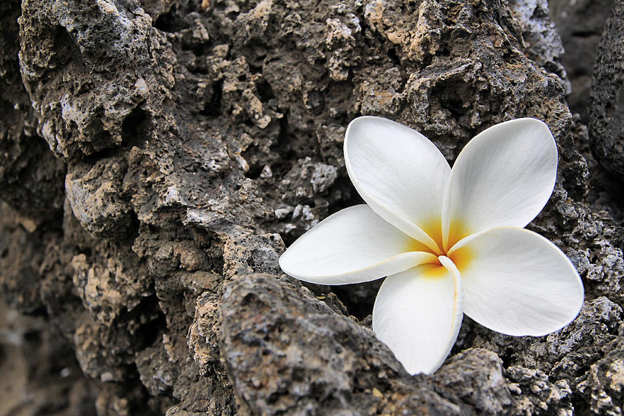 Soft Plumeria - Maui Photograph by DJ Florek