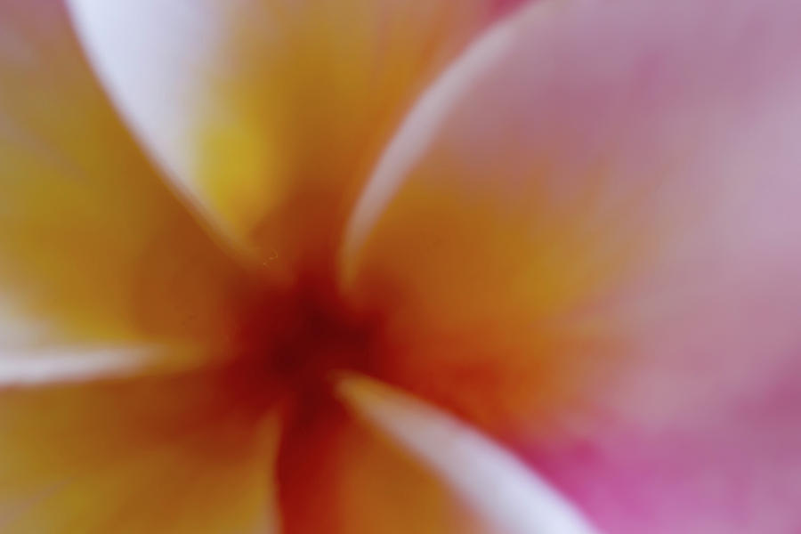 Soft Plumeria Photograph by Roger Mullenhour