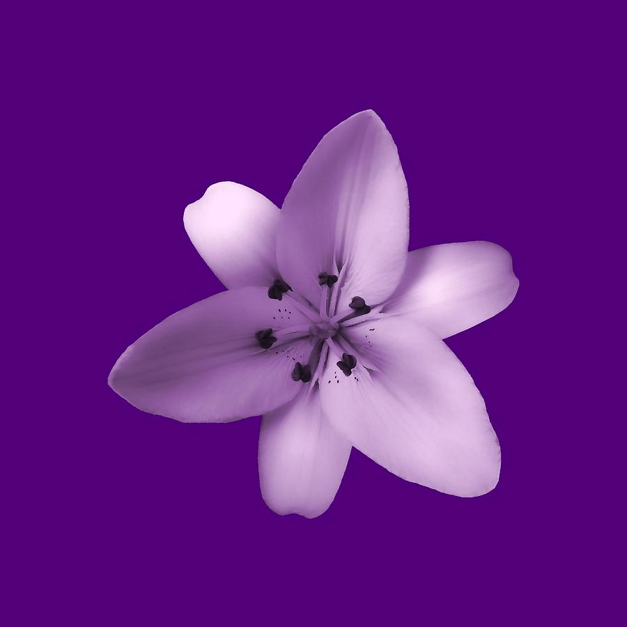 Soft Purple Creme Lily Photograph by Johanna Hurmerinta