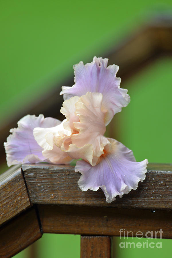 Soft Purple Iris Photograph by Lila Fisher-Wenzel
