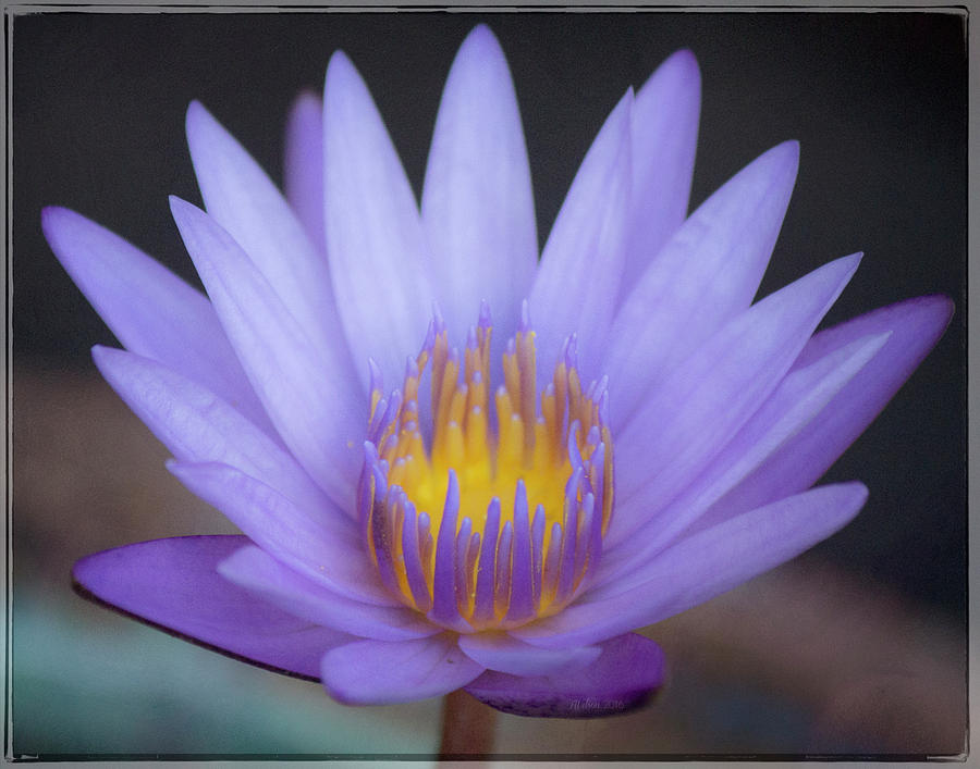 Soft Purple Lotus Photograph by Teresa Wilson