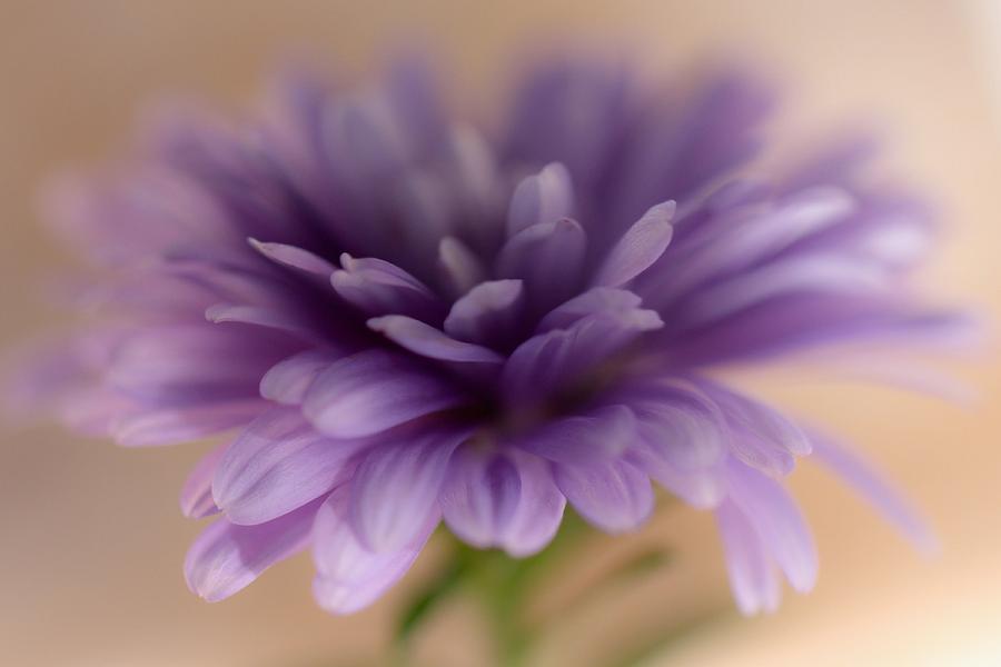 Soft Purple Macro Flower Photograph