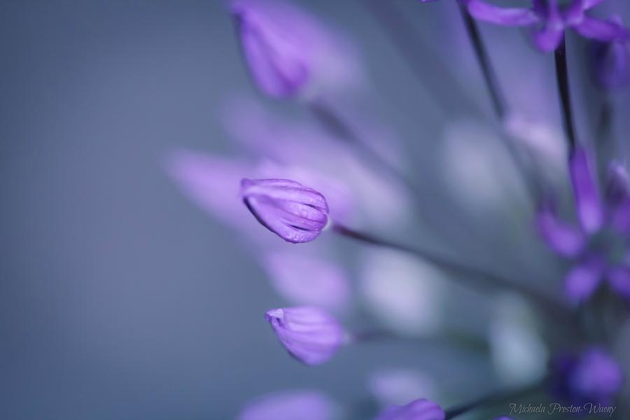 Nature Photograph - Soft Purple by Michaela Preston