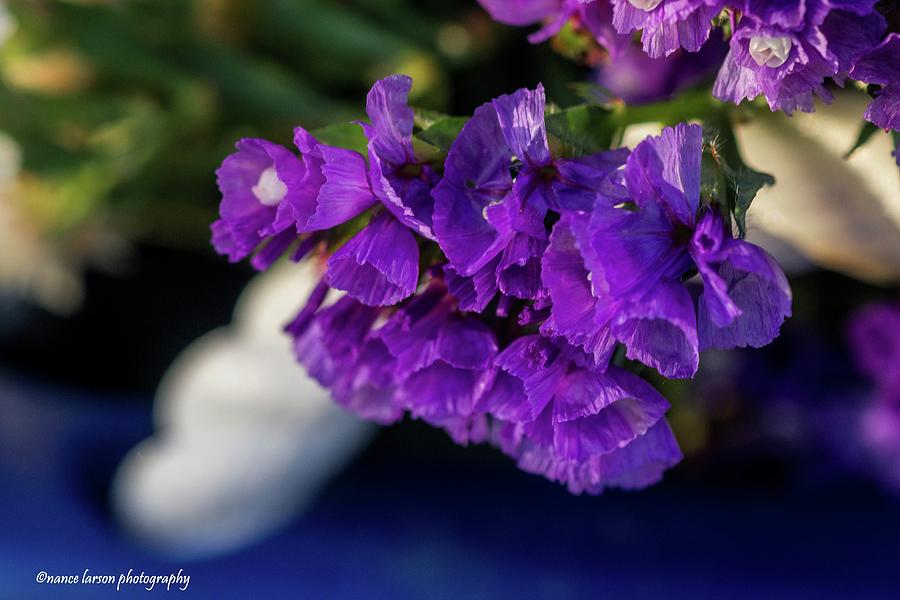 Soft Purple Straw Flower Photograph by Nance Larson - Fine Art America