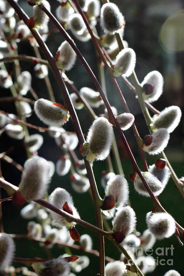 Soft Pussy Willow Catkins  Photograph by Julia Gavin