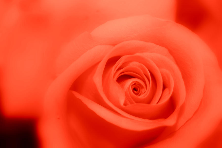 Rose Photograph - Soft Red by April Cook