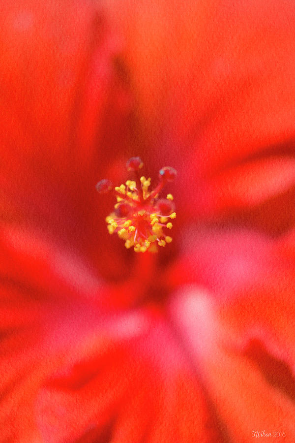 Soft Red Hibiscus Macro Photograph by Teresa Wilson