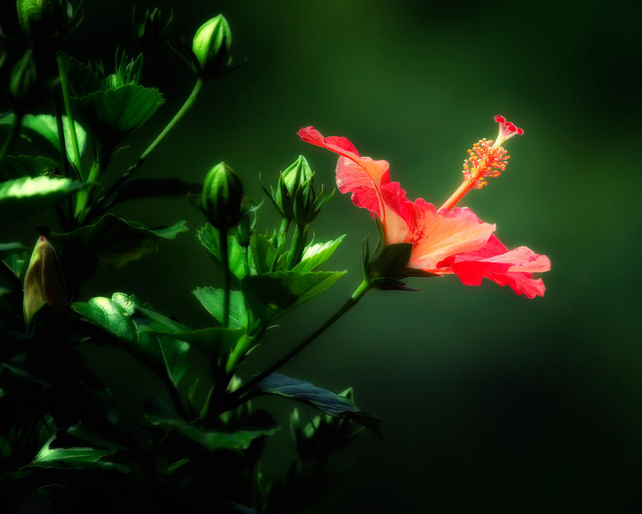Flowers Still Life Photograph - Soft red Hibiscus plant by Al  Mueller