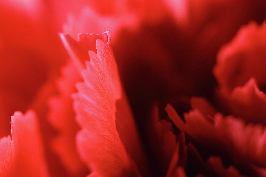 Soft Red Petals Photograph by Angela Murdock