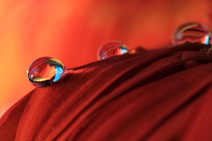 Soft Red Petals with Water Drops Photograph by Angela Murdock