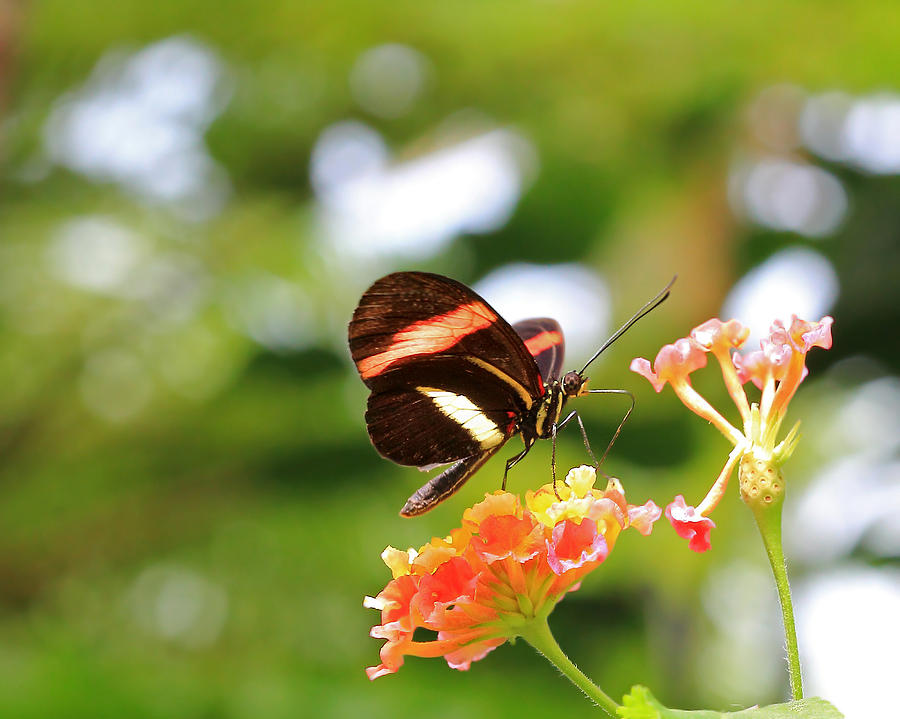 Soft Red Postman Butterfly Photograph by Angela Murdock