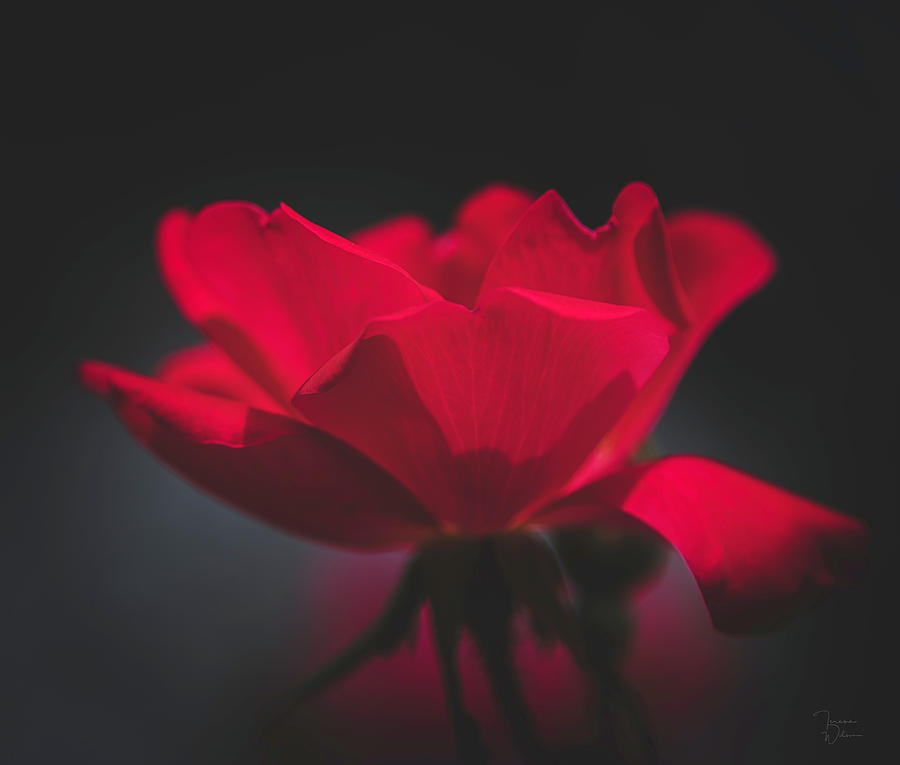 Soft Red Rose Photograph by Teresa Wilson